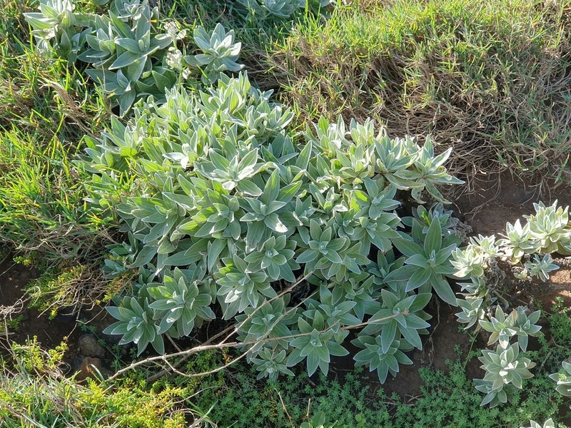 Helichrysum devium photo 6