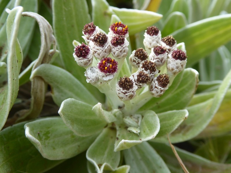 Helichrysum devium photo 7