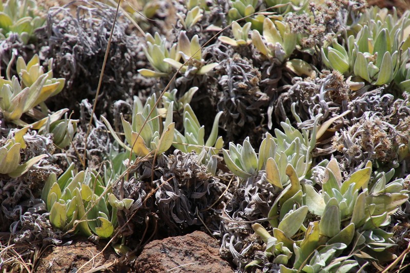 Helichrysum devium photo 8