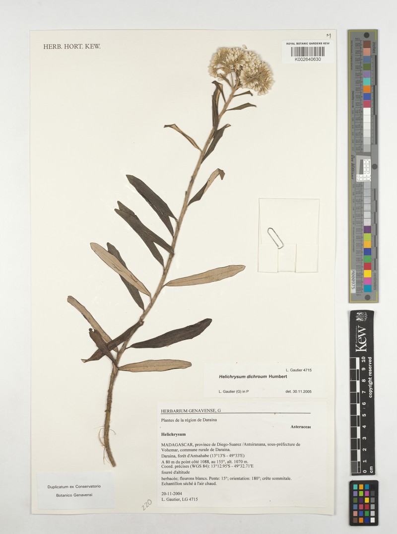 Helichrysum dichroum