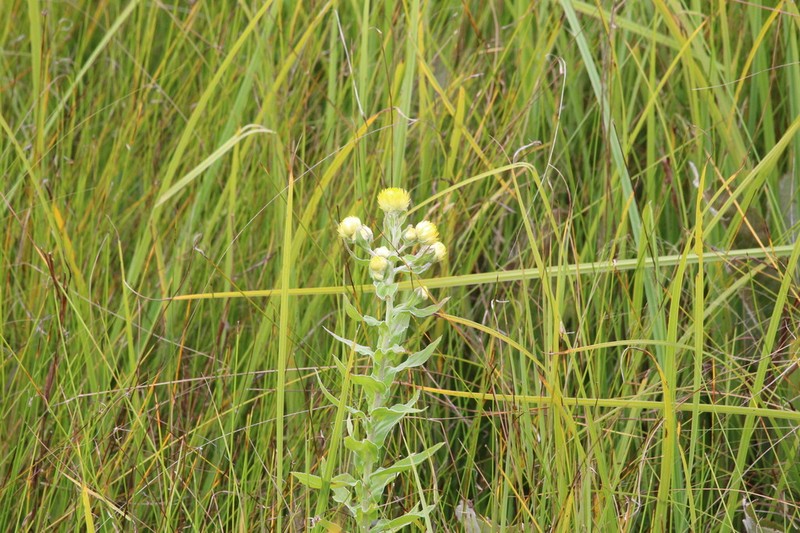 Helichrysum difficile