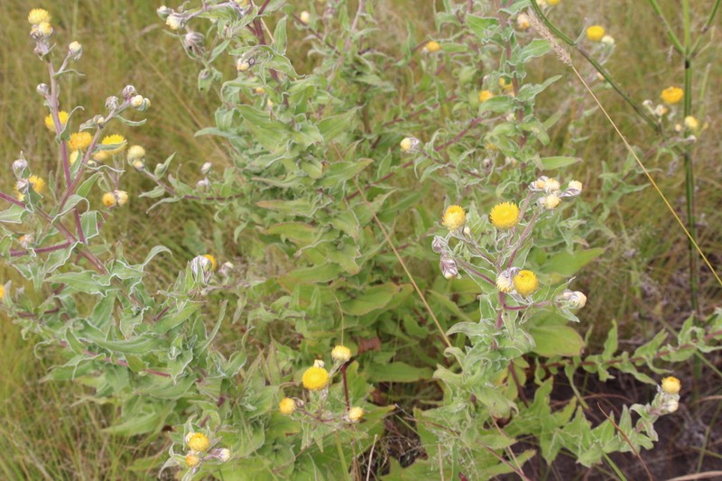 Helichrysum difficile photo 2