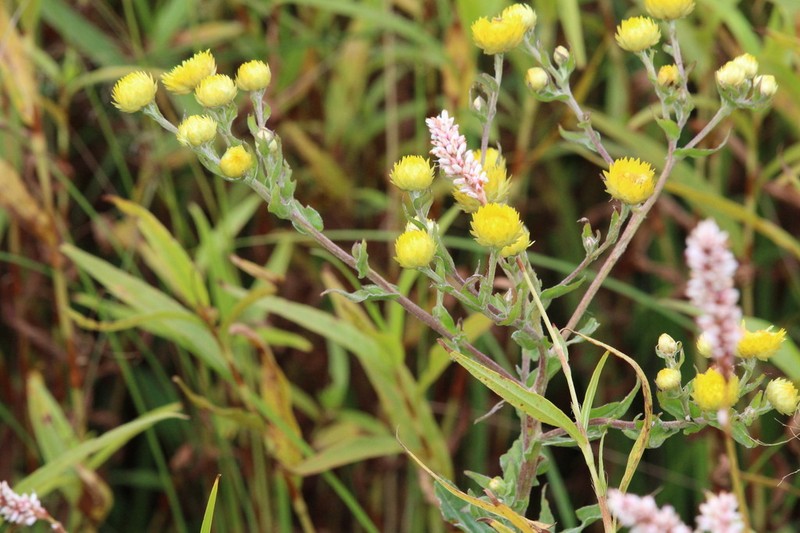 Helichrysum difficile photo 3