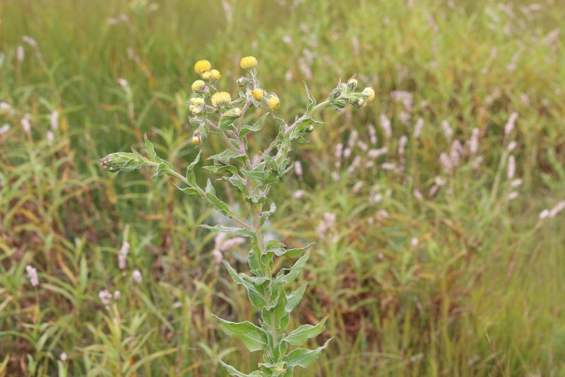 Helichrysum difficile photo 4