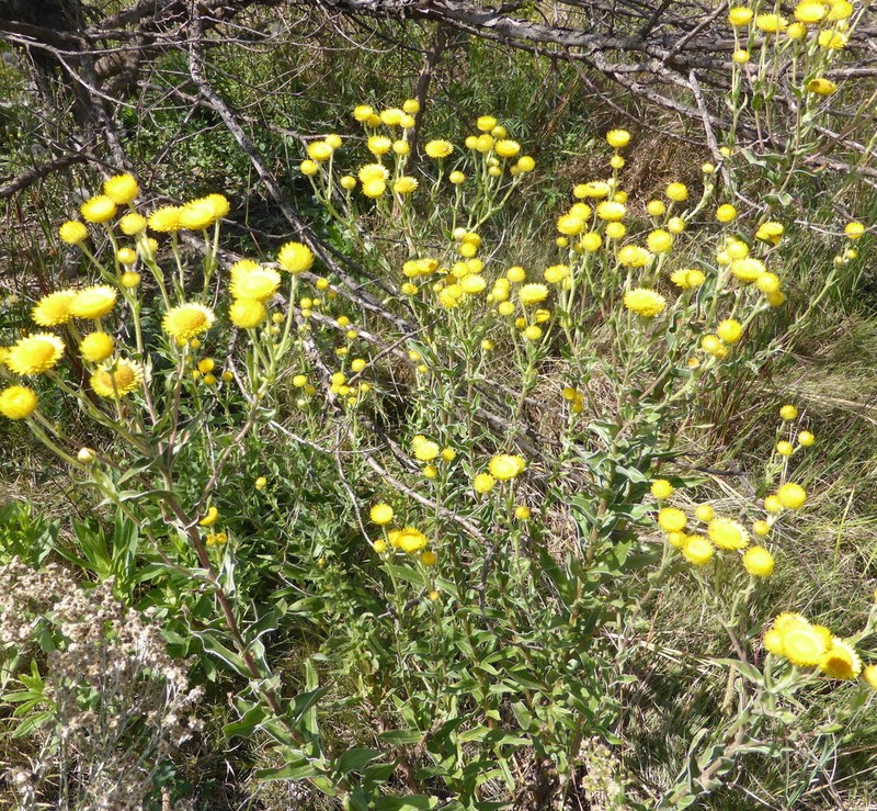 Helichrysum difficile photo 5