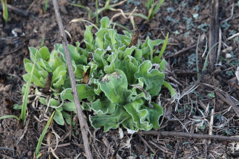 Helichrysum difficile photo 6