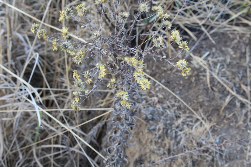 Helichrysum difficile photo 7