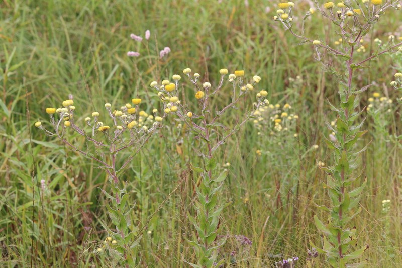 Helichrysum difficile photo 8