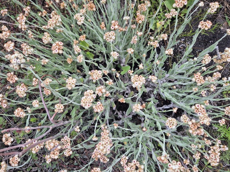Helichrysum diffusum