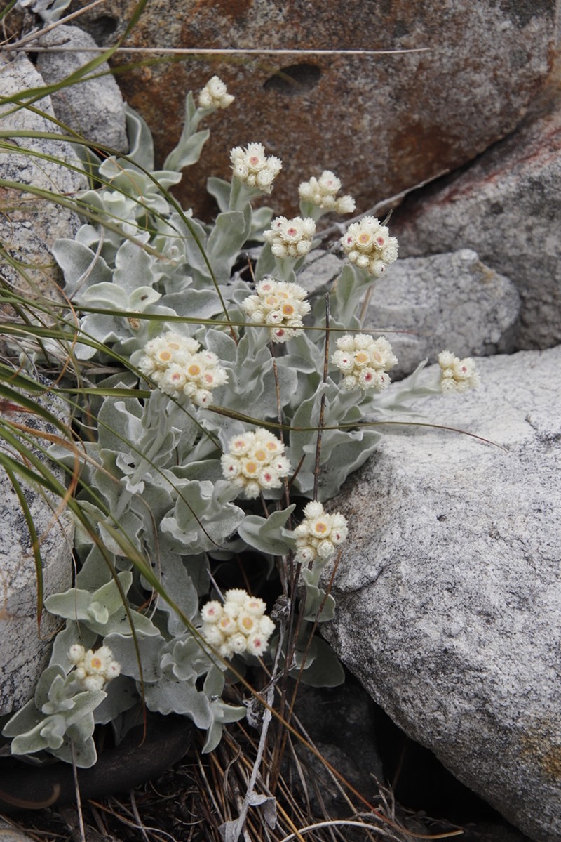 Helichrysum diffusum photo 2