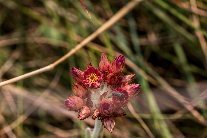 Helichrysum diffusum photo 3