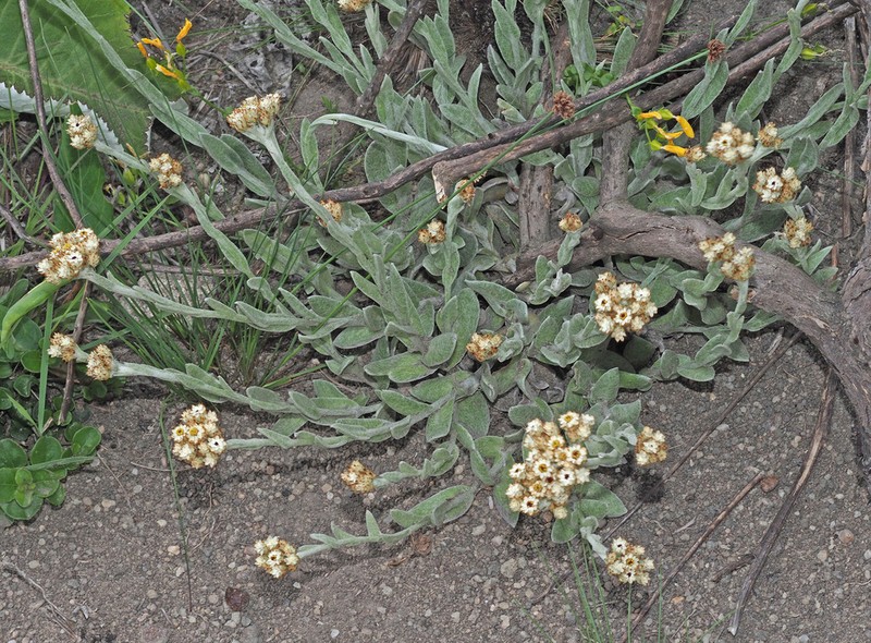 Helichrysum diffusum photo 4