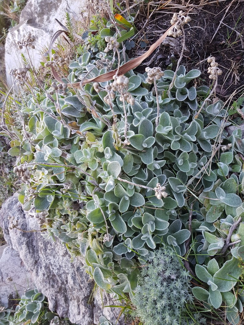 Helichrysum diffusum photo 5