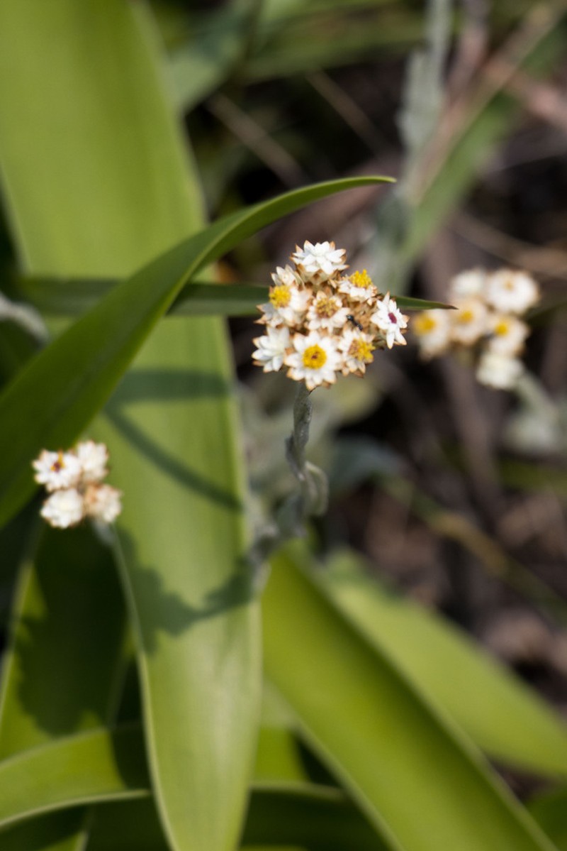 Helichrysum diffusum photo 6