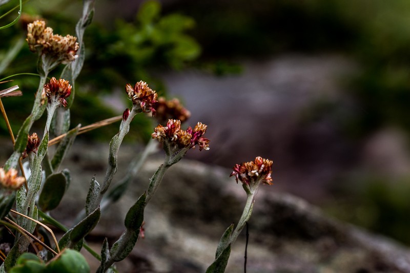Helichrysum diffusum photo 7