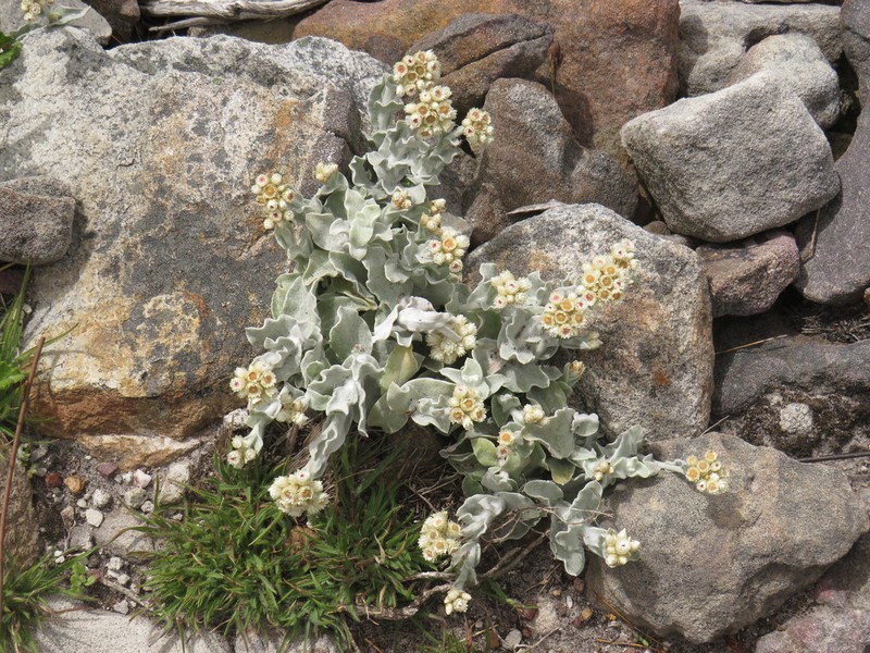 Helichrysum diffusum photo 8