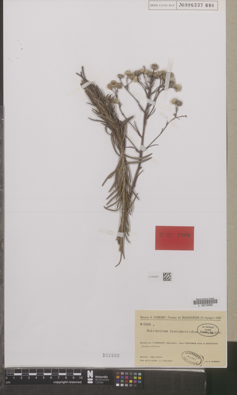 Helichrysum dimorphotrichum photo 3