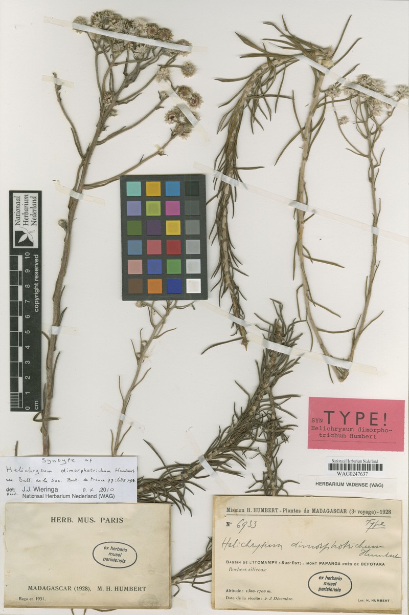Helichrysum dimorphotrichum photo 4