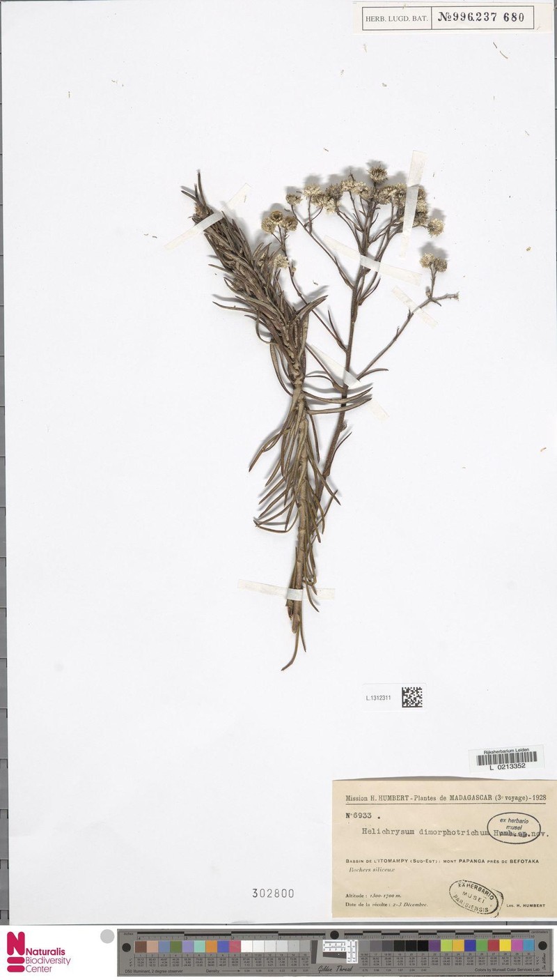 Helichrysum dimorphotrichum