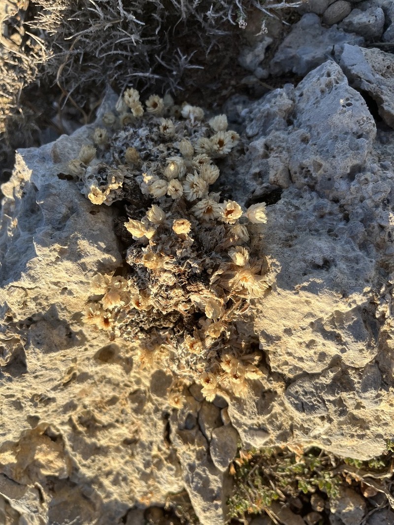 Helichrysum doerfleri photo 3