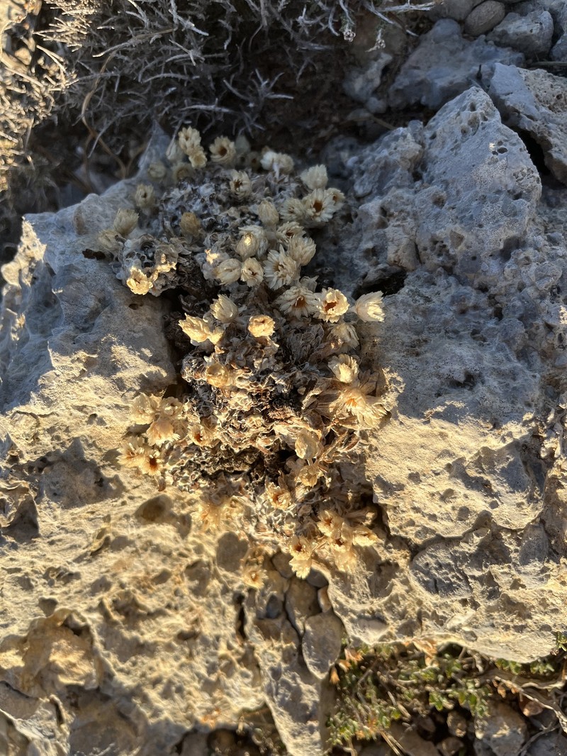 Helichrysum doerfleri photo 4