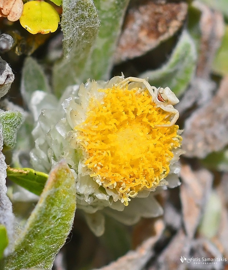 Helichrysum doerfleri photo 5