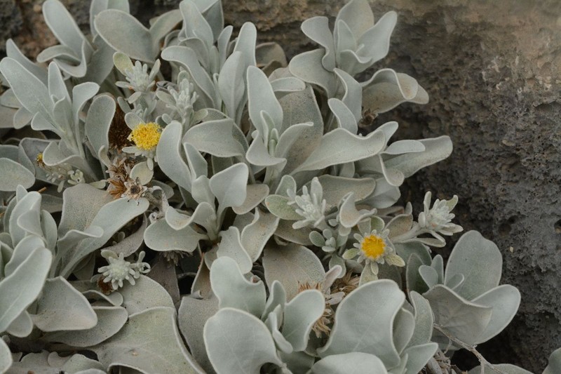 Helichrysum doerfleri photo 6