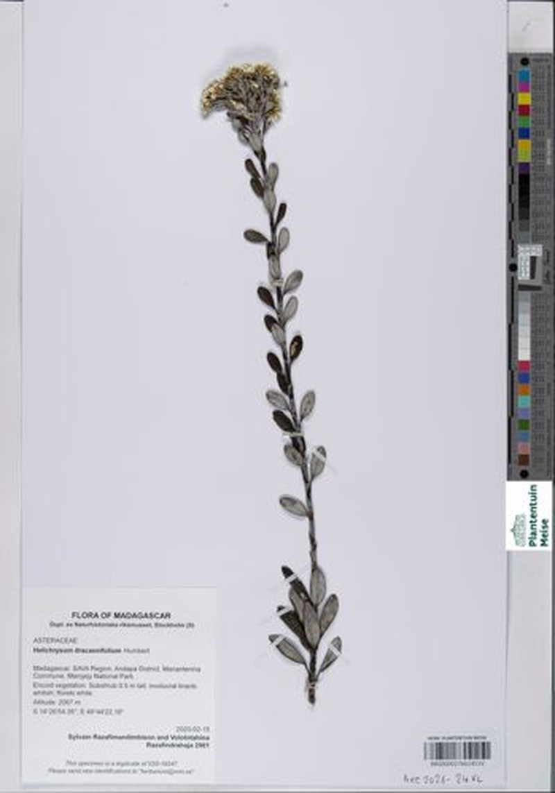 Helichrysum dracaenifolium