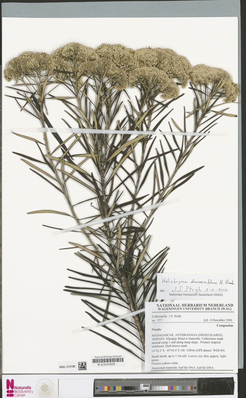 Helichrysum dracaenifolium photo 2