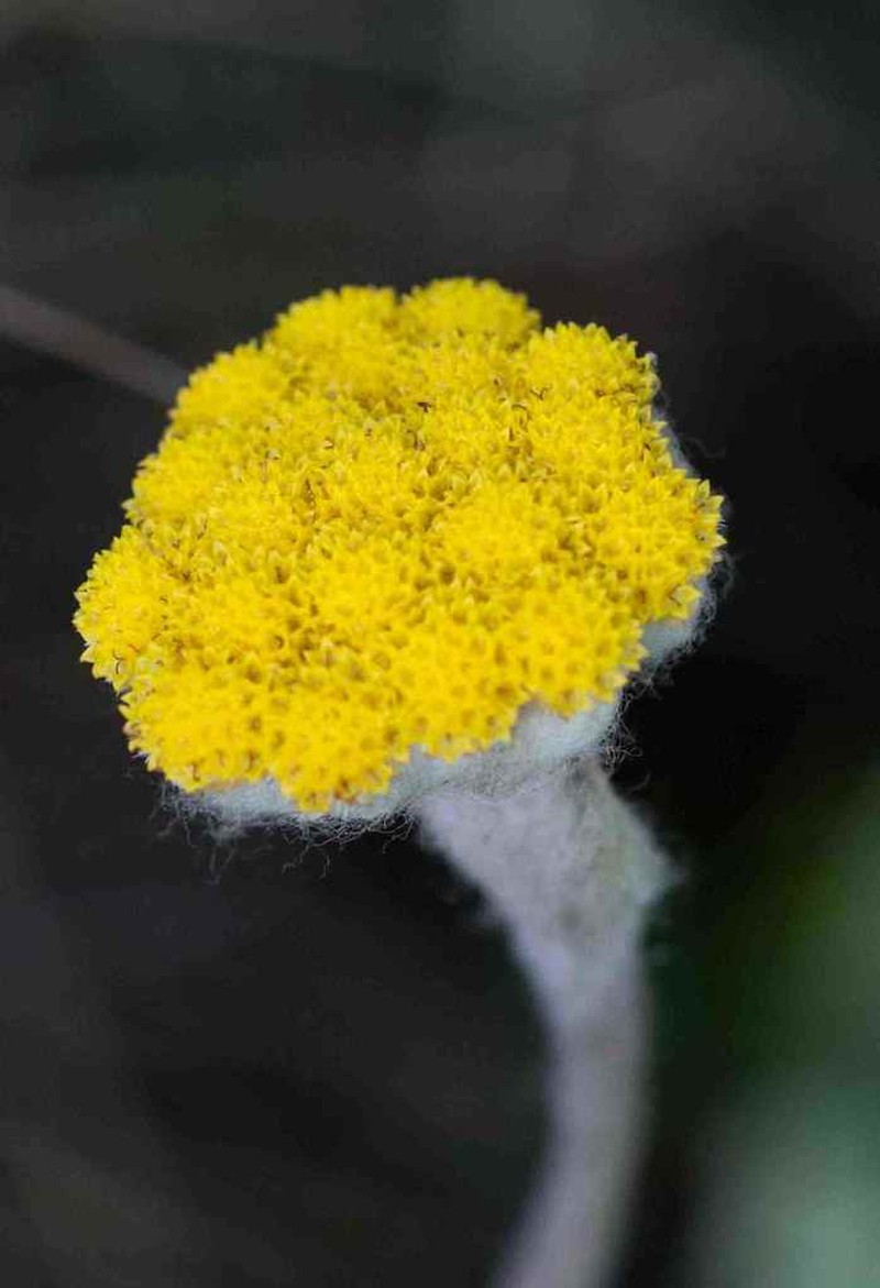 Helichrysum drakensbergense