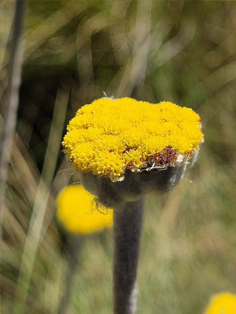 Helichrysum drakensbergense photo 2