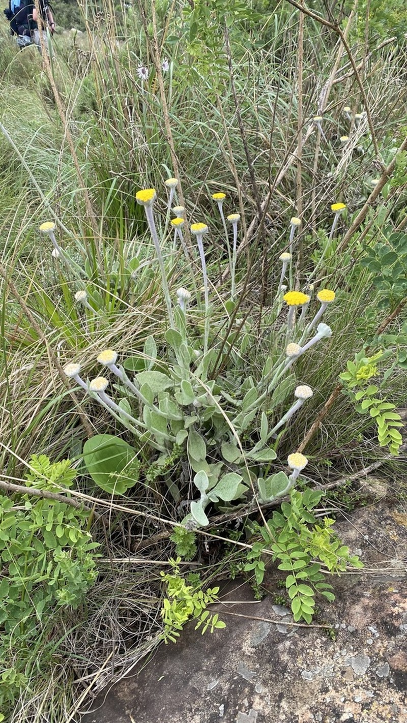Helichrysum drakensbergense photo 3