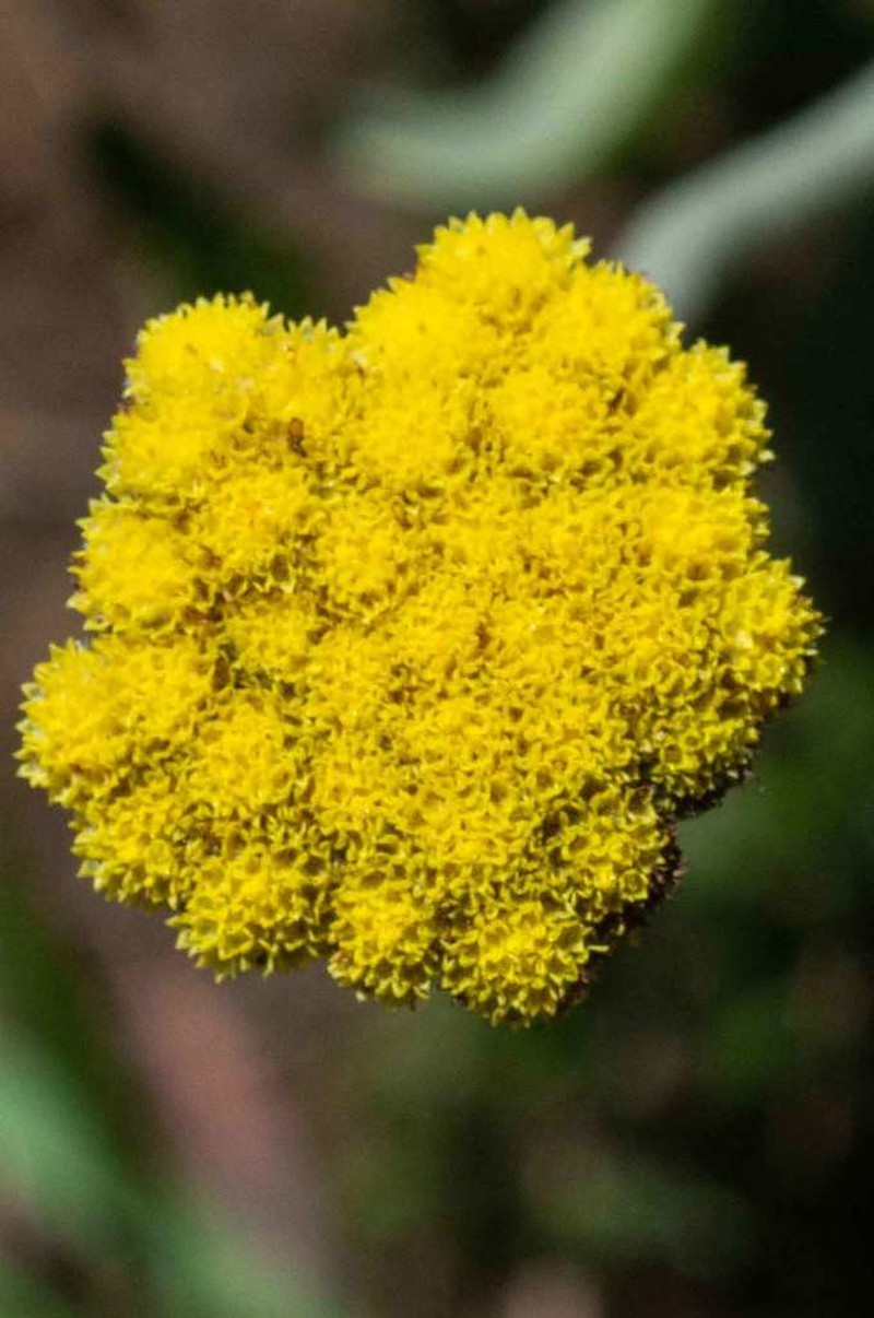 Helichrysum drakensbergense photo 4
