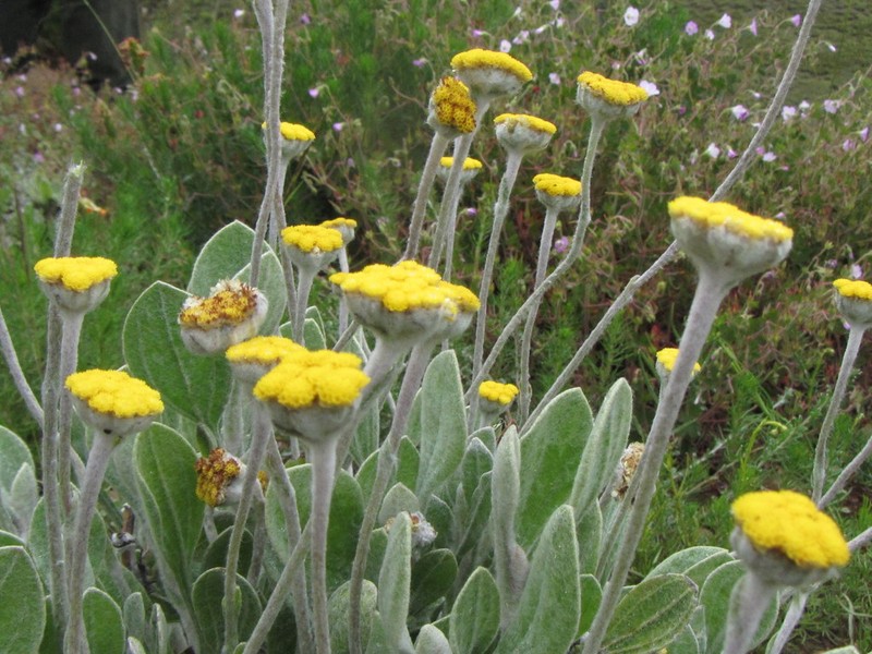 Helichrysum drakensbergense photo 5