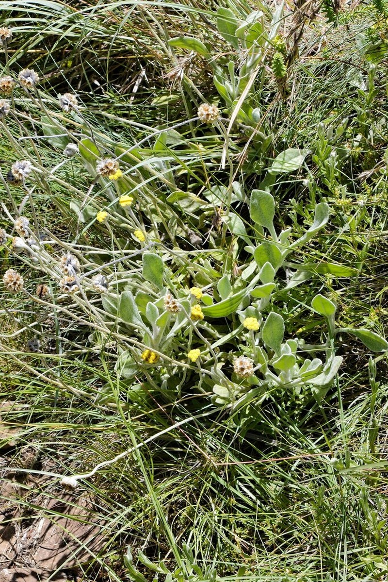 Helichrysum drakensbergense photo 6