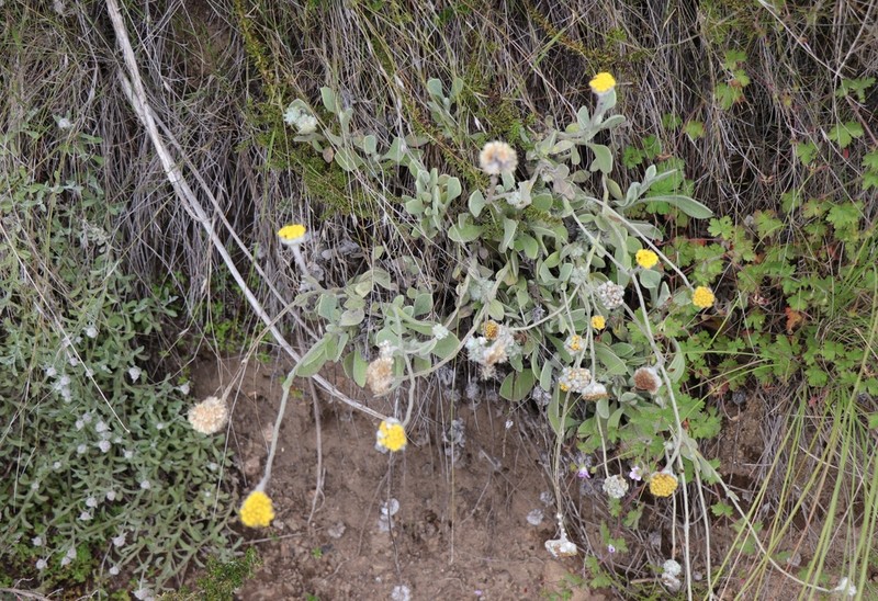Helichrysum drakensbergense photo 7