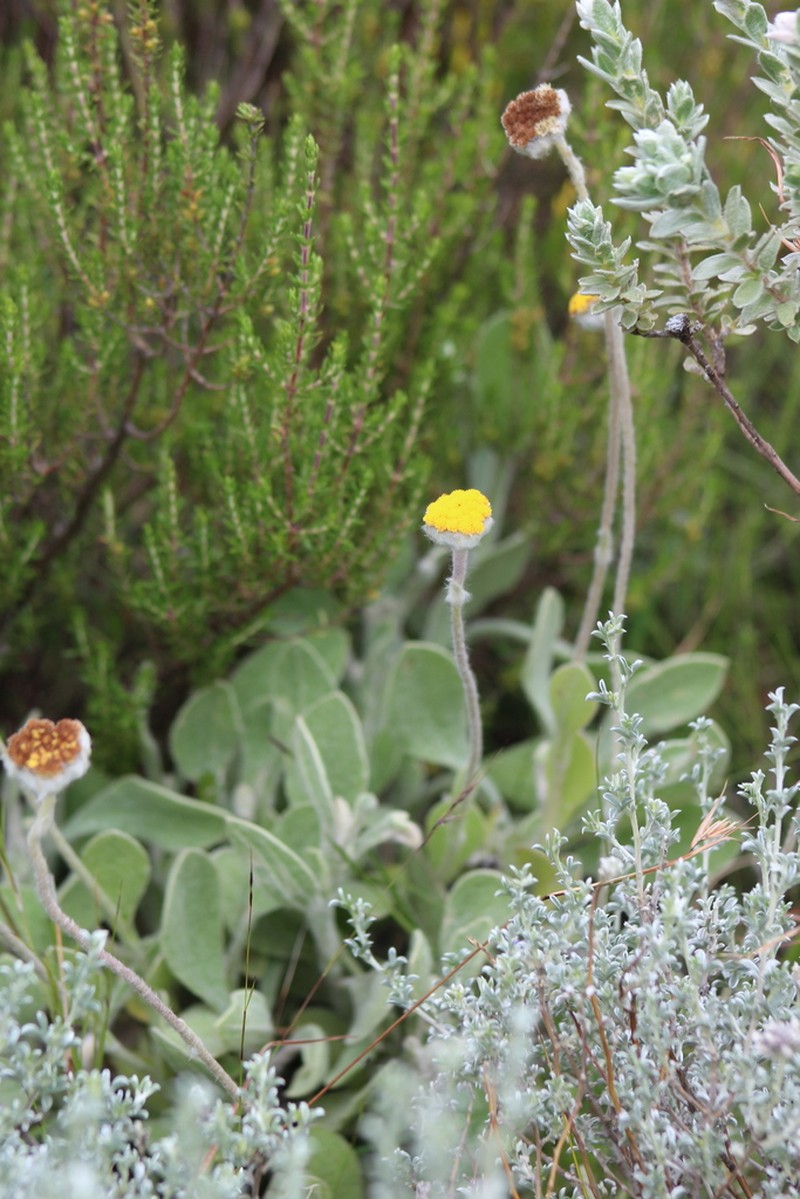 Helichrysum drakensbergense photo 8