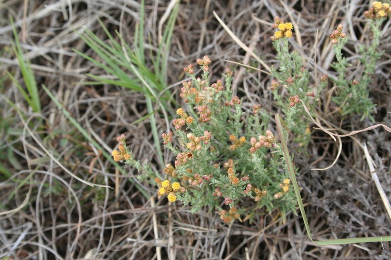 Helichrysum dregeanum