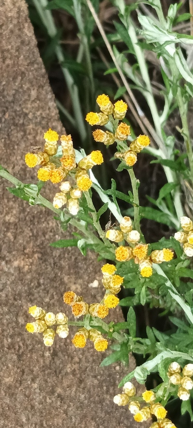 Helichrysum dregeanum photo 2