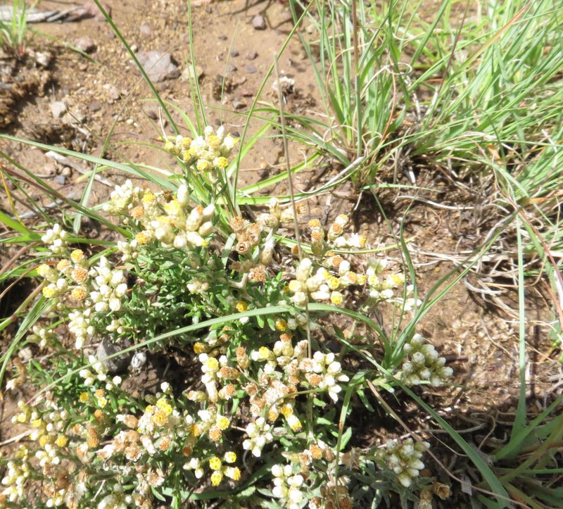 Helichrysum dregeanum photo 3