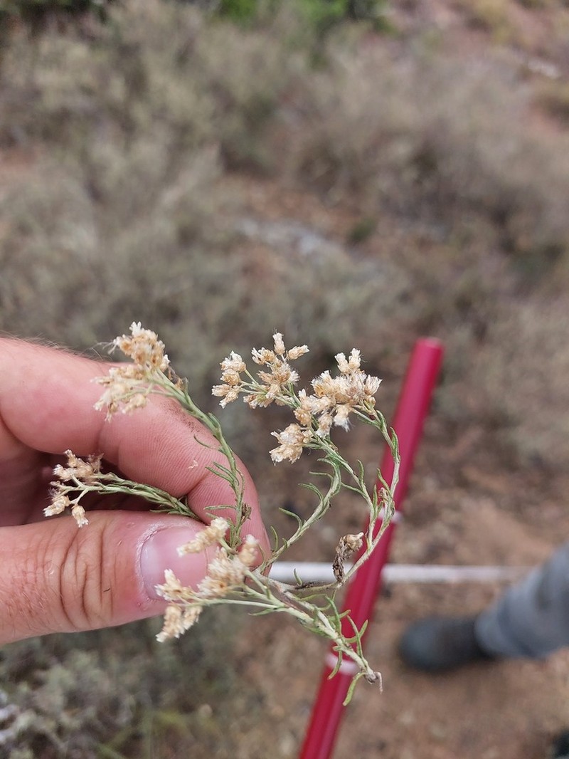 Helichrysum dregeanum photo 4