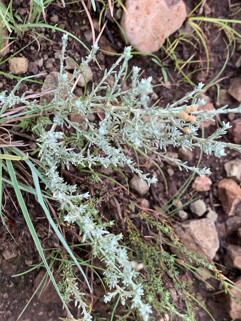 Helichrysum dregeanum photo 5