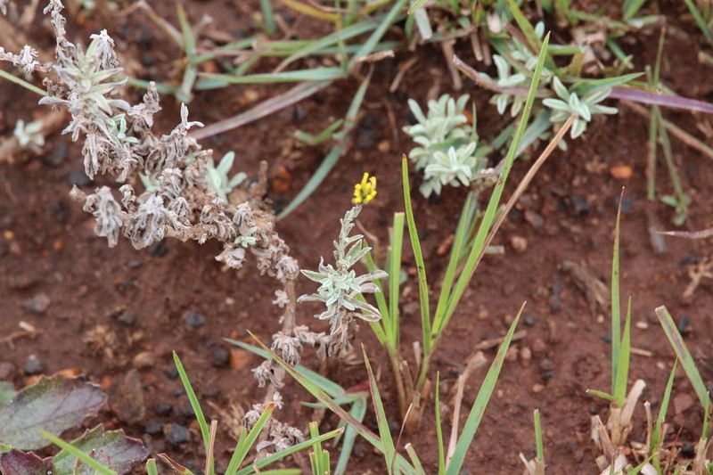 Helichrysum dregeanum photo 6