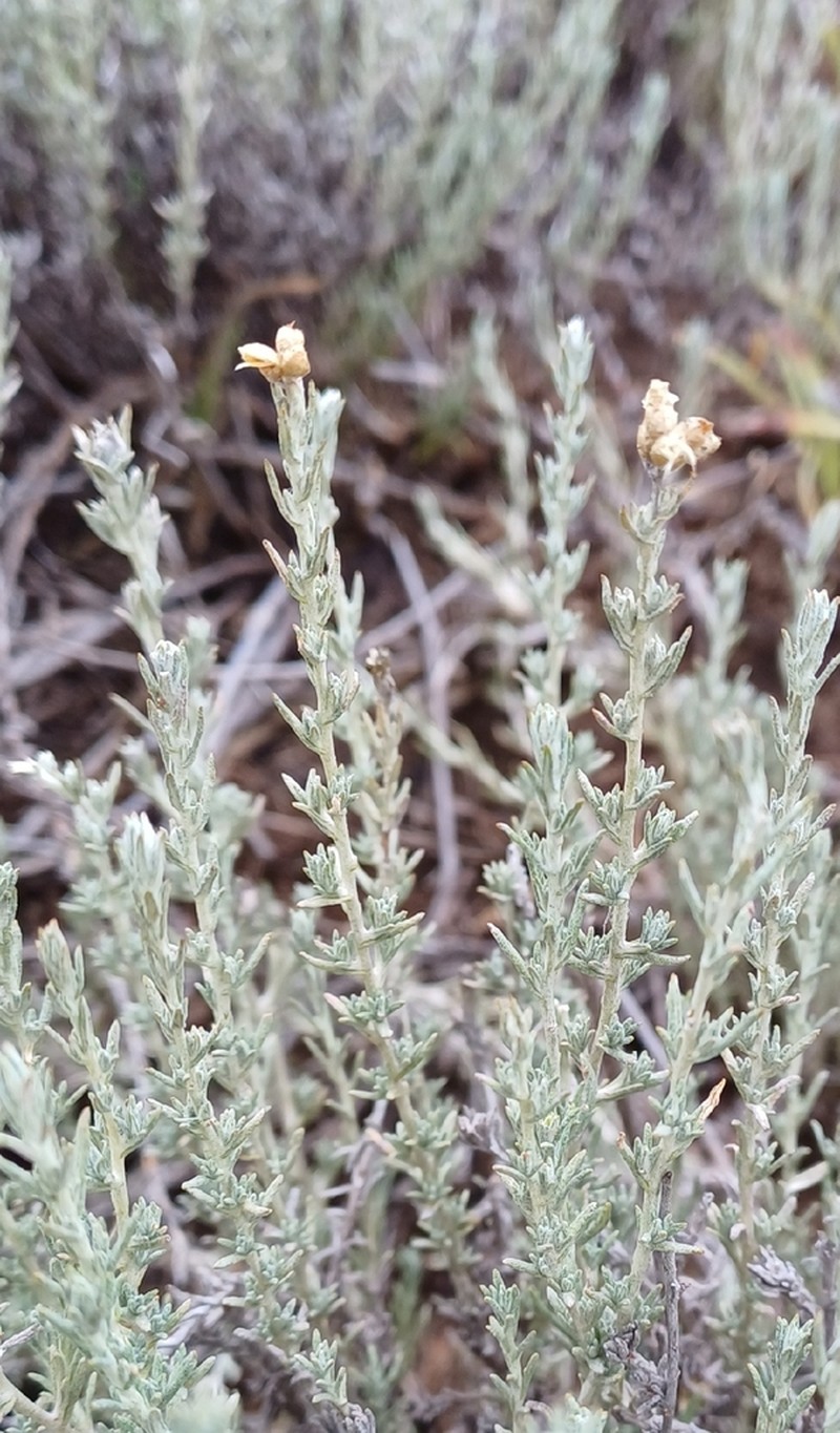 Helichrysum dregeanum photo 7