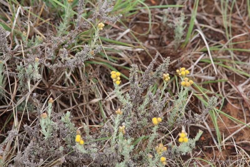 Helichrysum dregeanum photo 8