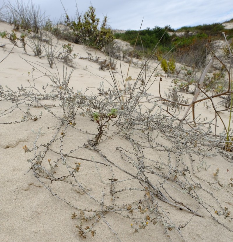 Helichrysum dunense