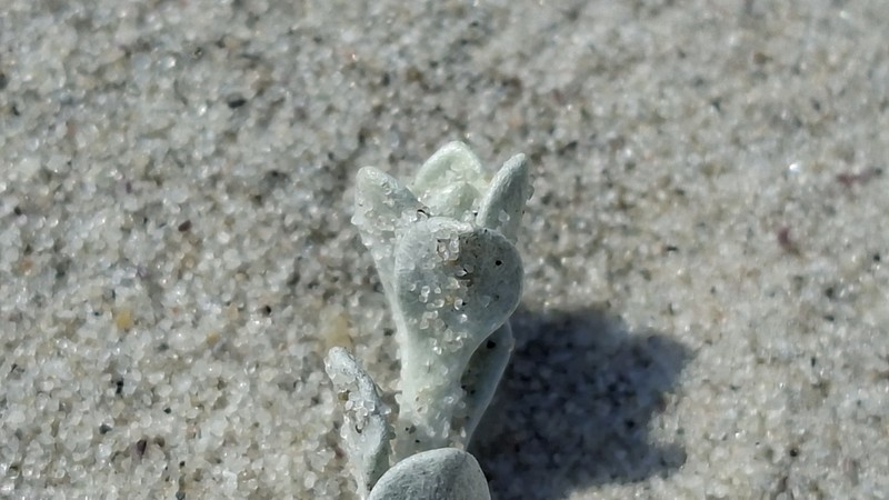 Helichrysum dunense photo 2