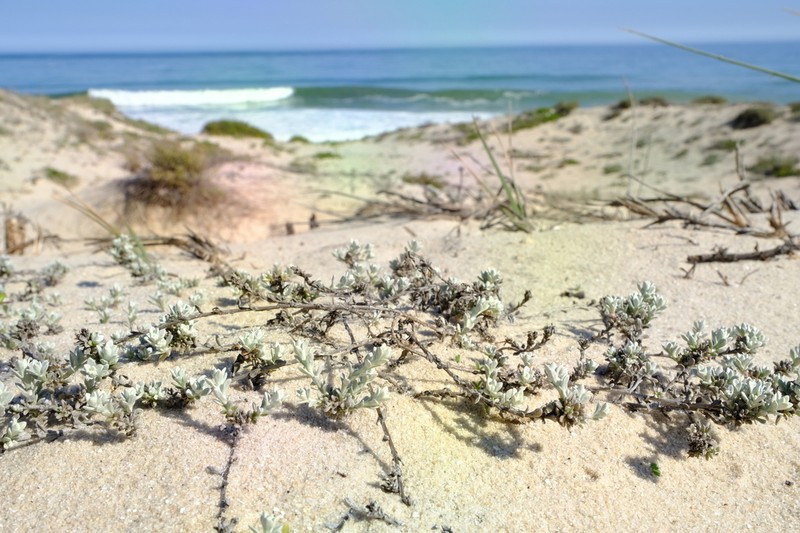 Helichrysum dunense photo 3