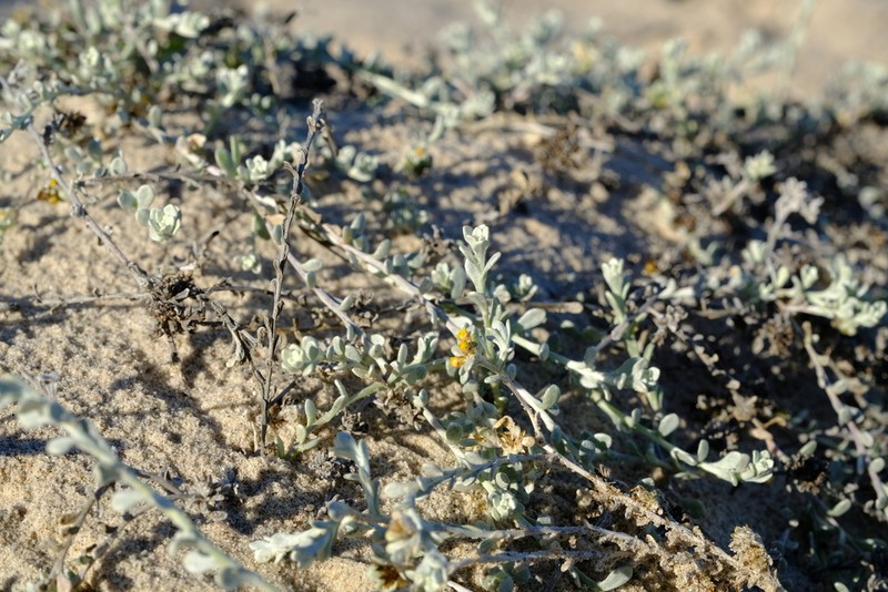 Helichrysum dunense photo 4