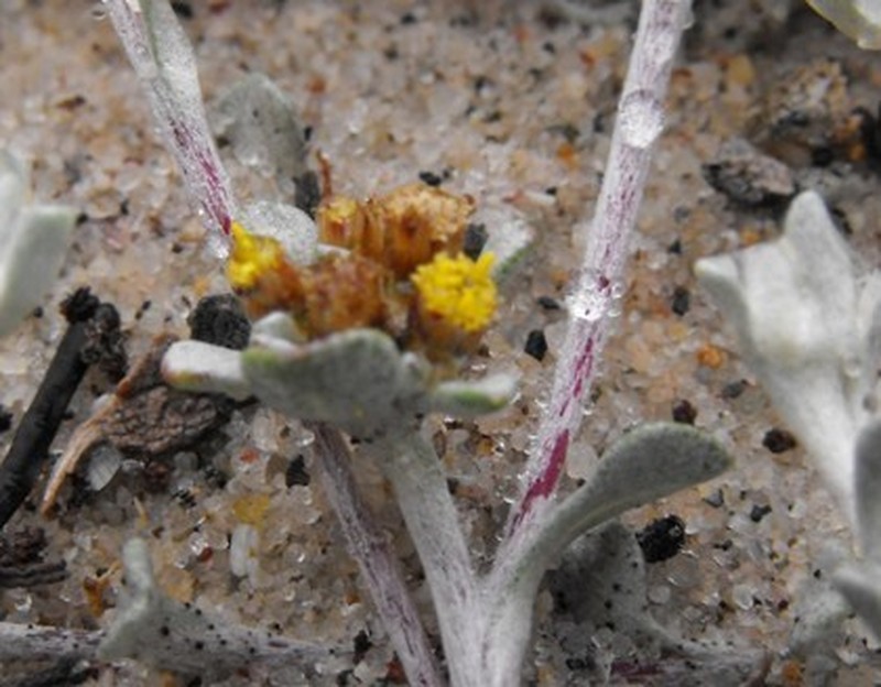 Helichrysum dunense photo 5
